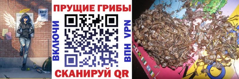 Псилоцибиновые грибы мицелий  закладка  Мариинск 